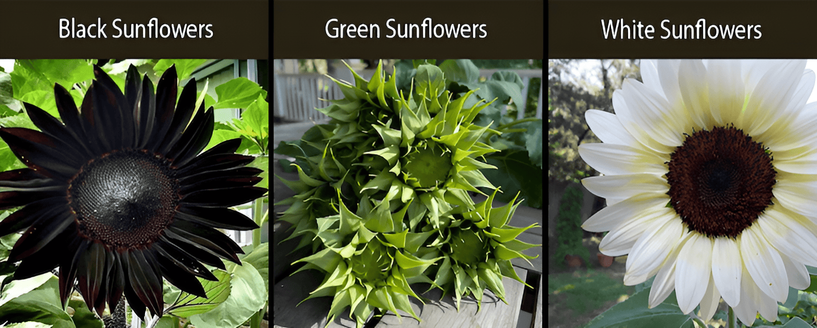 black sunflower green sunflower white sunflower varieties